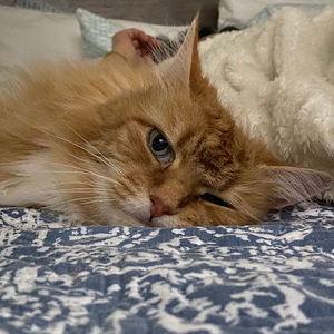 Meet your Posher, Victoria